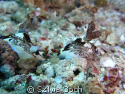Nudibranchs chat too. by Szilvia Gogh 